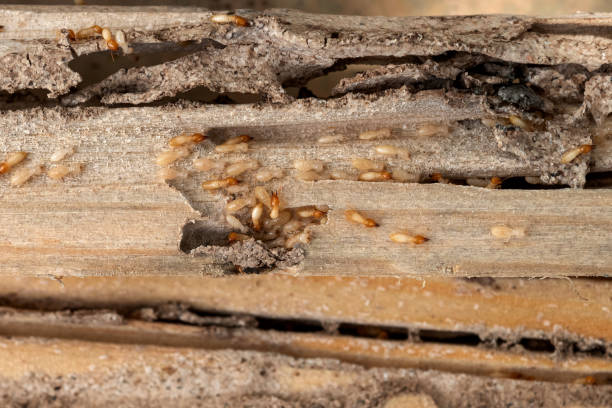 Best Residential Pest Control  in Oakland, NJ