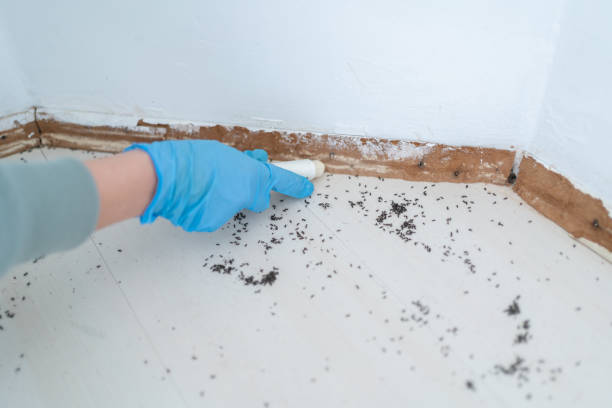 Best Termite Control Services  in Oakland, NJ